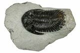 Bargain Hollardops Trilobite Fossils - 1 to 3" - Photo 6